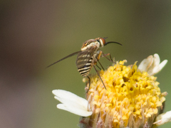 Phthiriinae