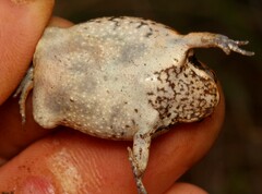 Breviceps