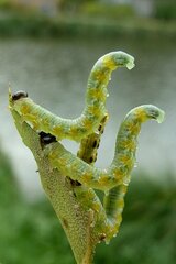 Pristiphora testacea