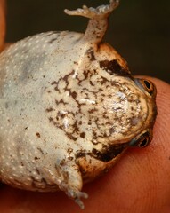 Breviceps