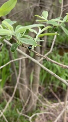 Plagiodera versicolora
