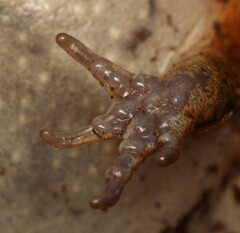 Breviceps