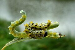 Pristiphora testacea