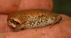 Breviceps