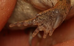 Breviceps