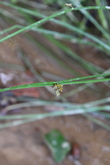 Juncus decipiens