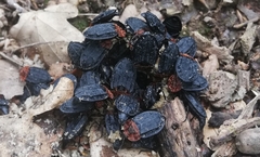 Oiceoptoma thoracicum