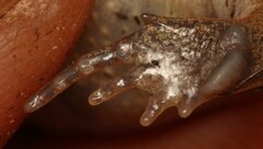 Breviceps