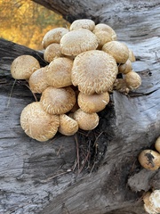Gymnopilus ventricosus