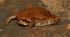 Breviceps