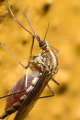 Aedes trivittatus