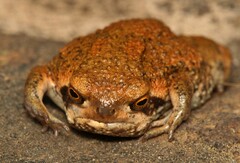 Breviceps