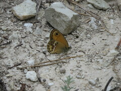 Coenonympha dorus