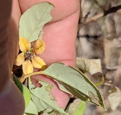 Galphimia glauca