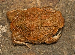 Breviceps