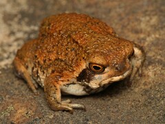 Breviceps