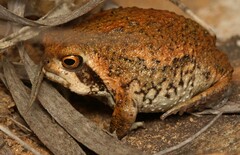 Breviceps