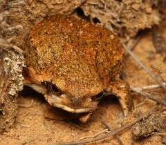 Breviceps