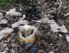 Oiceoptoma thoracicum