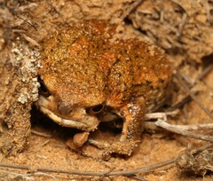 Breviceps