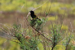 Euplectes capensis capensis
