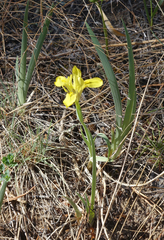 Iris humilis