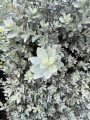Conocarpus