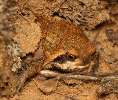 Breviceps