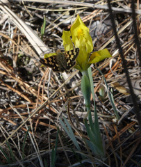 Iris humilis