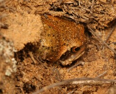 Breviceps