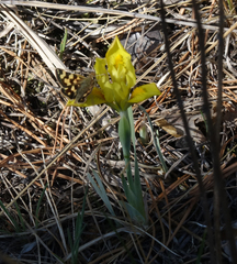 Iris humilis