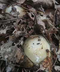 Oiceoptoma thoracicum