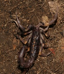 Uroplectes triangulifer