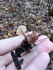 Collybiopsis dichroa