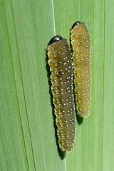 Rhadinoceraea micans