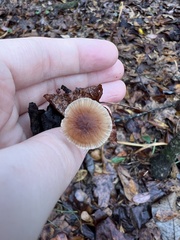 Collybiopsis dichroa