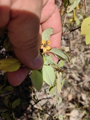 Galphimia glauca