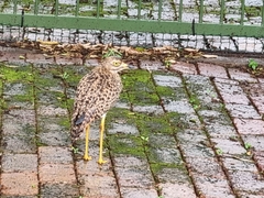 Burhinus capensis capensis