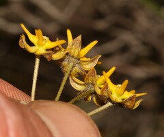 Asclepias aurea