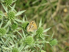 Coenonympha dorus