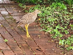 Burhinus capensis capensis