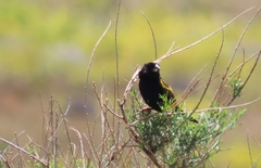 Euplectes capensis capensis