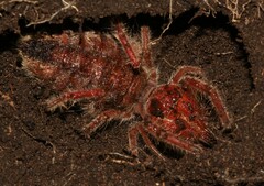 Solifugae