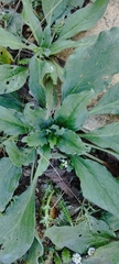 Plantago australis