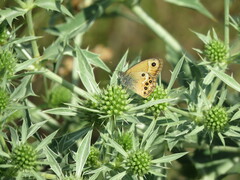 Coenonympha dorus