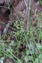 Juncus papillosus