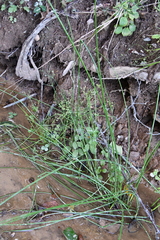 Juncus papillosus