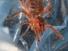 Solifugae
