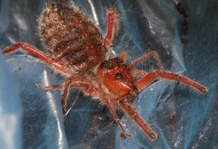 Solifugae