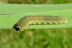 Rhadinoceraea micans